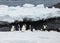 Penguin group on the iceberg