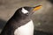 Penguin head in profile. C Cute sub-Antarctic penguin, illuminated by the sun close-up, bright yellow beak. yellow beak