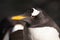 Penguin head in profile. C Cute sub-Antarctic penguin, illuminated by the sun close-up, bright yellow beak. yellow beak