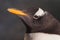 Penguin head in profile. C Cute sub-Antarctic penguin, illuminated by the sun close-up, bright yellow beak. yellow beak