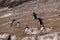 Penguin Highway on Paulet Island