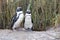 Penguin Humboldt couple