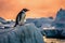 Penguin on Iceberg with Antarctica Landscape at Sunset, Generative AI..