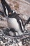 Penguin in its nest with chick. Antarctica
