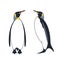 Penguin. King Penguin