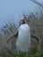 Penguin on the land in New Zealand