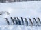 Penguin line up on snow, zoo in Hokkaido