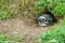 Penguin lying in burrow