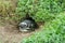 Penguin lying on ground