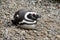 Penguin lying on stones