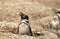 Penguin Magellan