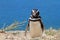 Penguin Magellanic on the Atlantic coast.