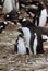 Penguin Mother and Chick