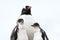 Penguin mother with chicks - gentoo penguin