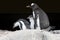 Penguin mother and chicks - gentoo penguin