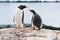 Penguin mother and cute chick. Gentoo penguin - Pygoscelis papua - mother communicating with cute fluffy grey and white chick.