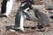 Penguin mother feeding the chick - Adelie Penguin