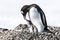 Penguin mother feeding the chick - gentoo penguin