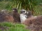 Penguin nest, mama with two cute baby penguins