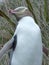 Penguin in New Zealand