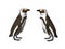 Penguin Pair