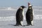 Penguin pair on Xmas