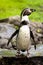 Penguin Portrait Spreading Wings