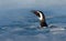 Penguin portrait in the water. Penguin in the water. Bird in the sea waves. Penguin swiming in the waves. Sea bird in the water. M