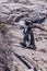 A penguin posing, Boulder`s beach near Simons town