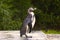 Penguin posing on green background