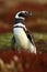 Penguin in the red evening grass, Magellanic penguin, Spheniscus magellanicus, black and white water bird in the nature habitat, F