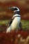Penguin in the red evening grass, Magellanic penguin, Spheniscus magellanicus, black and white water bird in the nature habitat, F