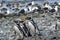 Penguin Reserve at Magdalena island in the Strait of Magellan.