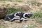 Penguin Reserve at Magdalena island in the Strait of Magellan.