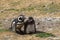 Penguin Reserve at Magdalena island in the Strait of Magellan.