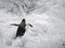 Penguin in rough sea