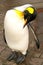 Penguin royal