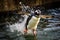 a penguin running in water