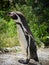 Penguin in a Russian zoo.