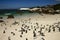 Penguin\'s Simon town