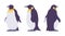 Penguin set, cute large aquatic flightless seabird with yellow neck