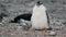 The penguin sits on the pebbles and looks. Andreev.