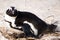 Penguin sitting on beach preparing nest