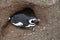 Penguin sleeping