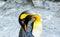 Penguin sleeping Hokkaido Japan.