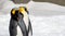 Penguin sleeping outside in the snow standing up