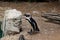 The Penguin. Spheniscids Spheniscidae are a family of birds commonly known as penguins.