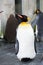 Penguin Stand asleep on the rock in asahikawa, Hokkaido,