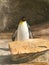 Penguin standing by rock