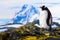 Penguin is standing on the rocks in the Antarctic